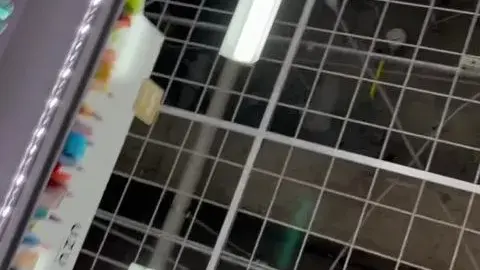 POV Close-Up Oral Sex