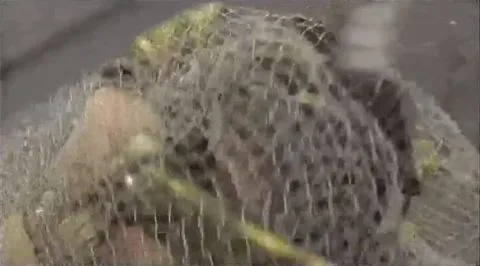 Girl Rides Wheel in Gold Costume