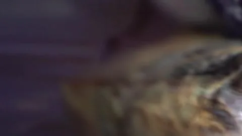 Asian Woman in Lingerie Close-up