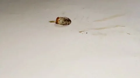 Slim Caucasian Woman Smearing Feces with Foot