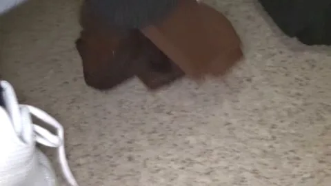 Asian Teen Undresses and Masturbates