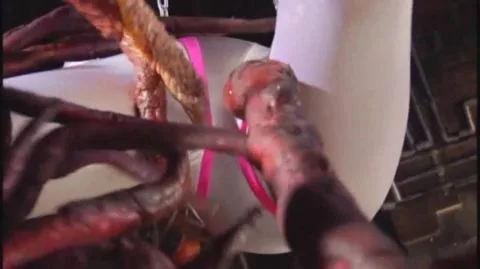 Asian Lesbians in Bondage and Sex