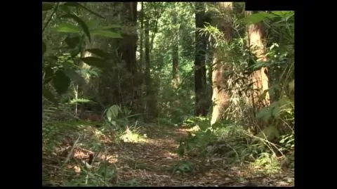 Asian Couple in Forest Encounter