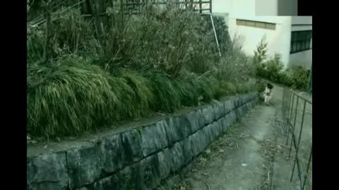 Asian Lesbian Scenes & Erotic Encounters